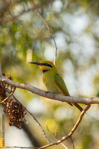 Rainbow bee-eater Merops ornatus photo