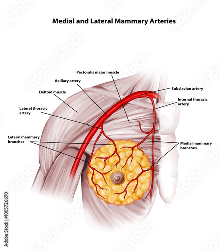 Medial and Lateral Mammary Arteries  photo