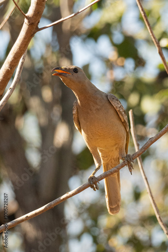 Great bowerbird, Chlamydera nuchalis, at Roebuck Bay, Broome, WA