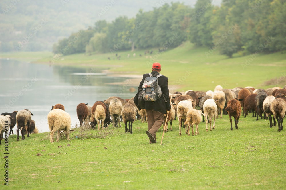 Fototapeta premium Beautiful rural landscape with green meadows and domestic animals in the Republic of Moldova. Country life with summer nature.