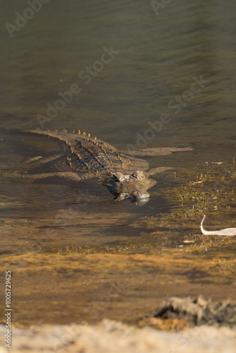 Freshwater crocodile at Windjana Gorge Crocodylus johnstoni photo