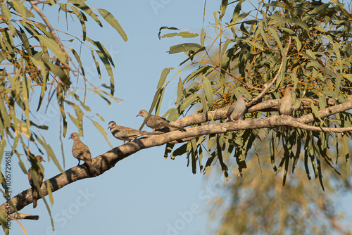 Diamond dove, Geopelia cuneata, flock in the Kimberley, WA