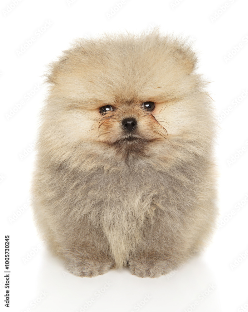 Serious Fluffy Pomeranian Puppy Front View Serious Fluffy Pomeranian Puppy Front View