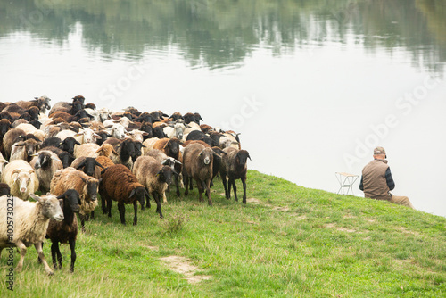 Beautiful rural landscape with green meadows and domestic animals in the Republic of Moldova. Country life with summer nature.