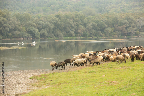 Beautiful rural landscape with green meadows and domestic animals in the Republic of Moldova. Country life with summer nature. photo