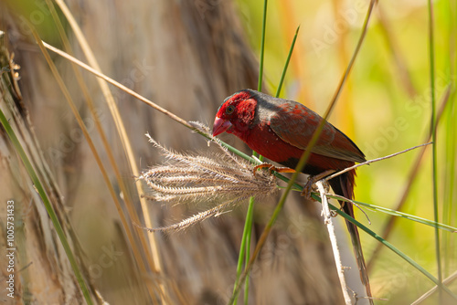 Crimson finch, Neochmia phaeton, eating grass seeds