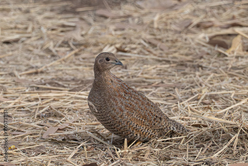 Brown Quail (Synoicus ypsilophorus) Purnululu National Park