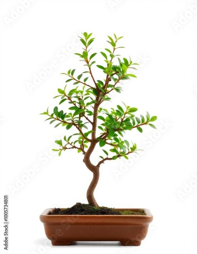 a little bonsai plant on white background