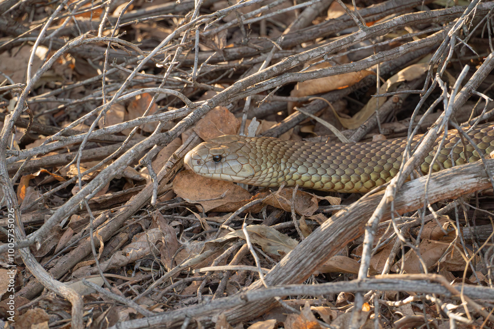 Obraz premium King brown snake, Pseudechis australis, close up
