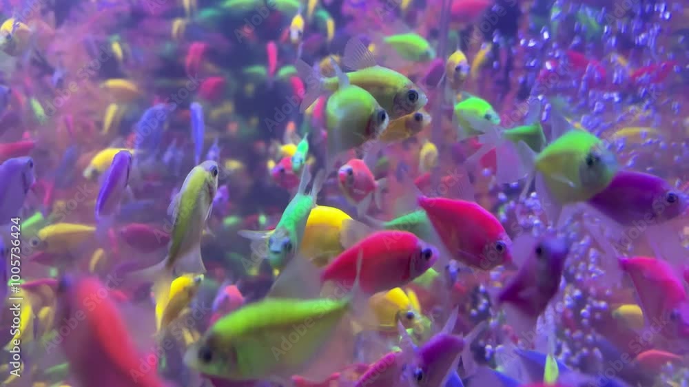 fish in aquarium fish in aquarium