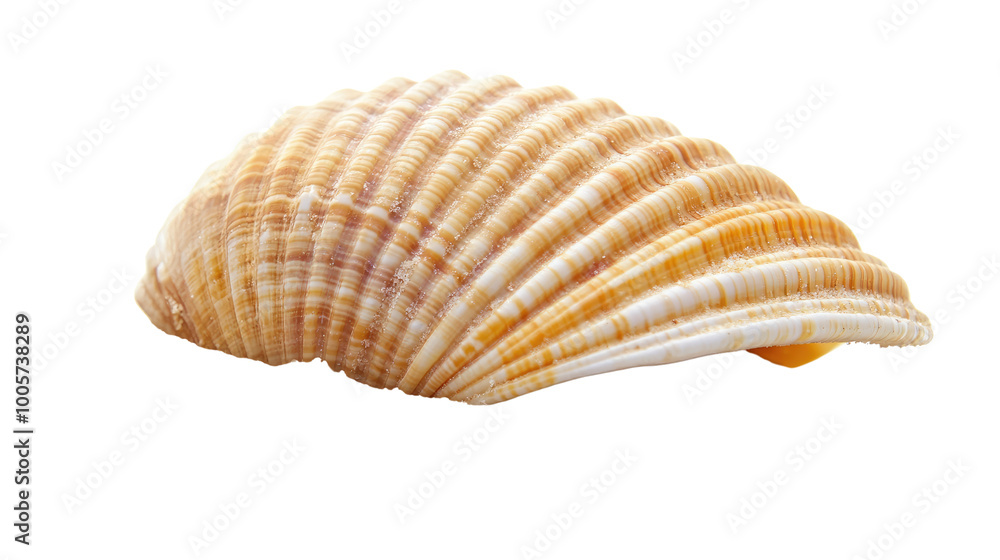sea shell on a transparent background sea shell on a transparent background