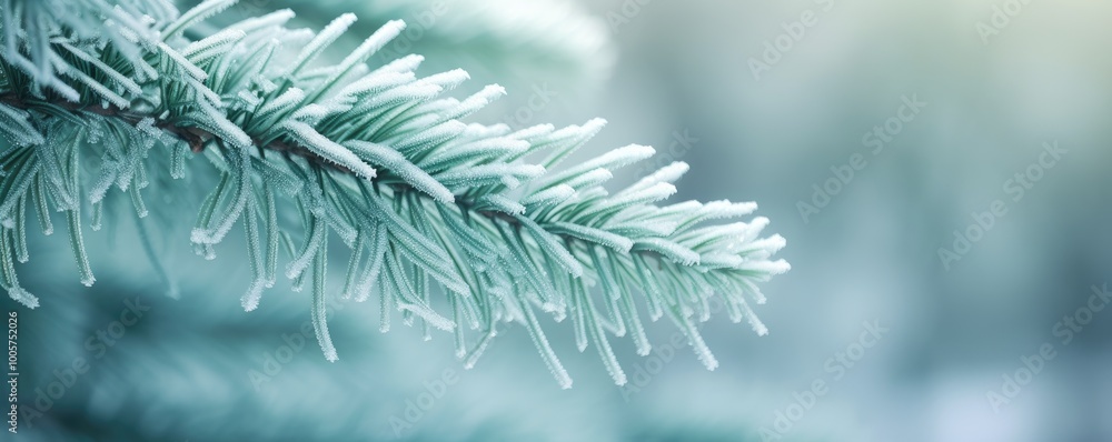 frozen fir branch on winter nature background frozen fir branch on winter nature background