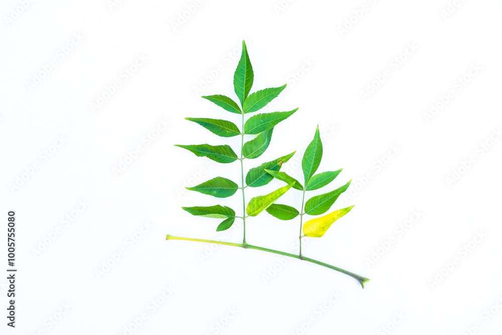 Obraz premium Top view of neem green leaves isolated on white background,Neem leaves and seeds contain azadirachtin, which is an insecticide. The white contain an oil called margosa oil that is used as a dye