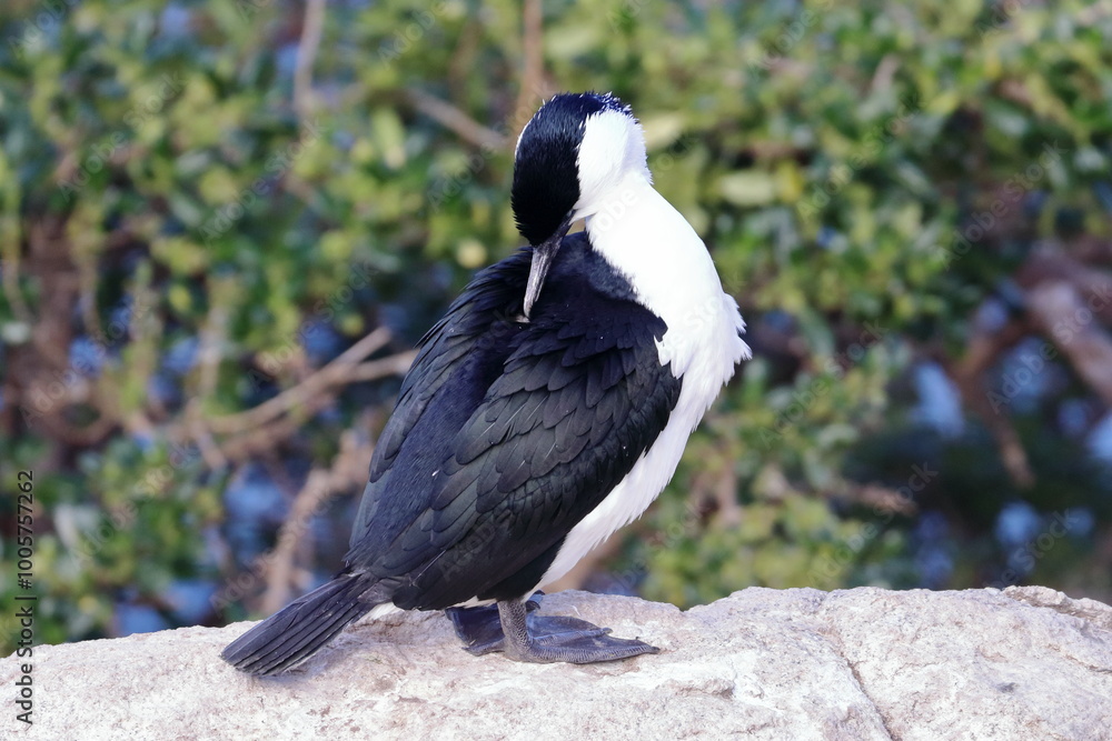 Obraz premium black-faced shag