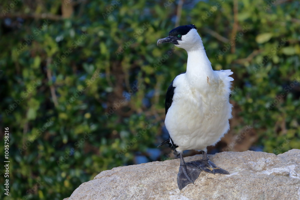 Obraz premium black-faced shag