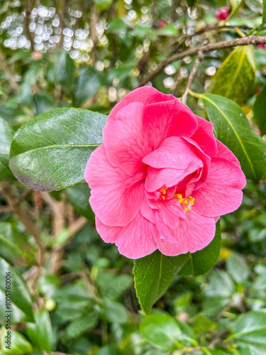 Pacific rhododendron