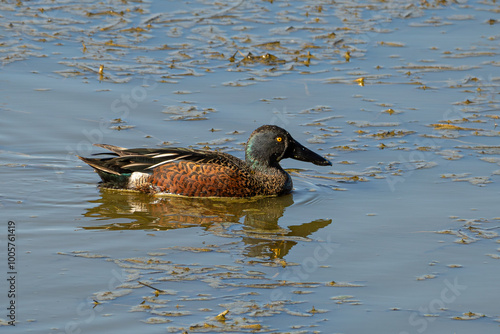Australasian shoveler, Spatula rhynchotis, at Bibra Lake