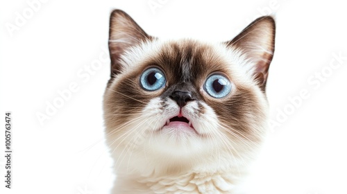 A surprised and grumpy cat with its mouth open, ears back, and eyes wide in shock, isolated on a clean white background, perfect for funny reactions.