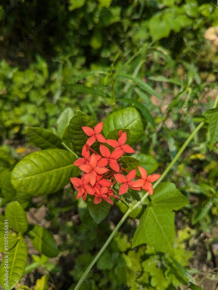 Fototapeta premium Red flower .