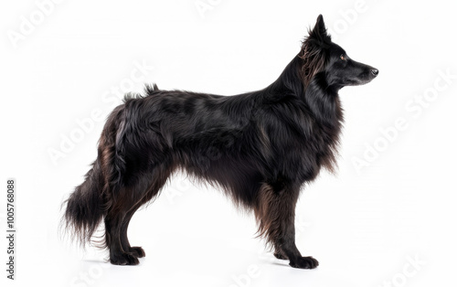 An elegant Groenendael dog stands side-on, its fur catching the light, ears alert, embodying the breed's majestic stature.