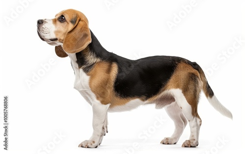 A tricolor Beagle stands in profile against a pure white background, showcasing the breed's distinctive black, brown, and white coat.