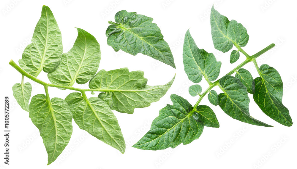 Fresh tomato leaves isolated on white background. File contains clipping path. Fresh tomato leaves isolated on white background. File contains clipping path.