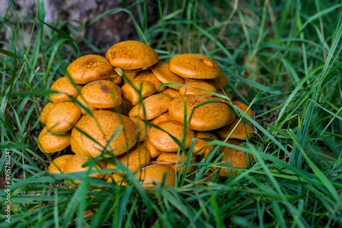 Closeup of vibrant orange Gymnopilus junonius mushrooms in a natural forest setting.