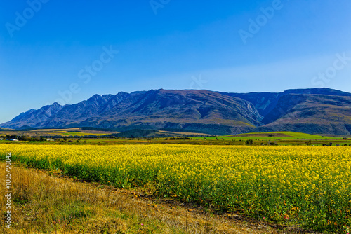Yellow canola fields with Langeberg mountains in the background near Swellendam, Western Cape South Africa