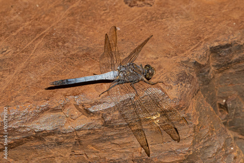 Blue skimmer dragonfly, Orthetrum caledonicum, in Karijini National Park, WA