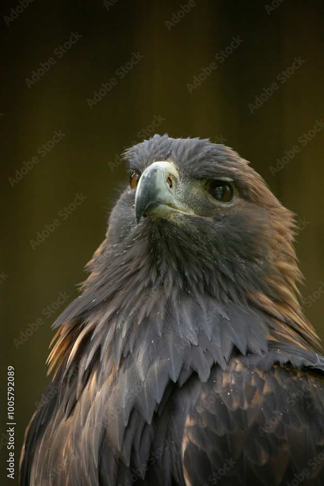 golden eagle is looking in the cam golden eagle is looking in the cam