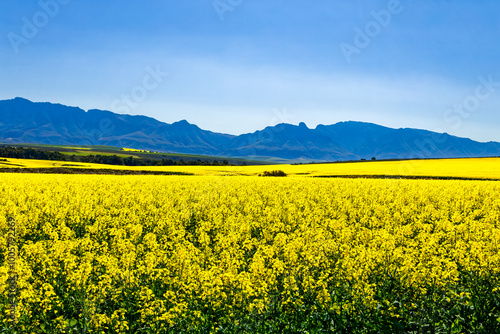 Landscape of yellow canola with Langeberg mountains in the background near Swellendam, Western Cape South Africa