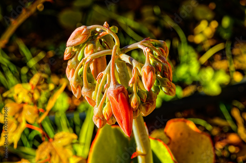 Red and green Cotyledon flower buds in autumn photo