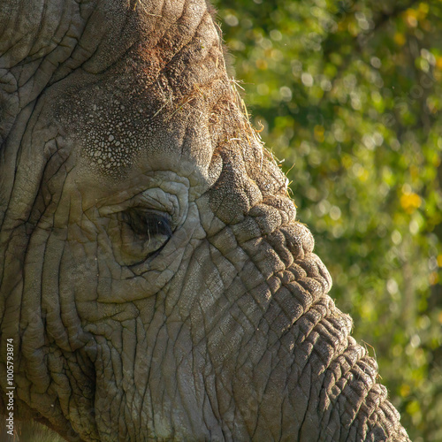 Close-up of African Elephant (Loxodonta africana). photo