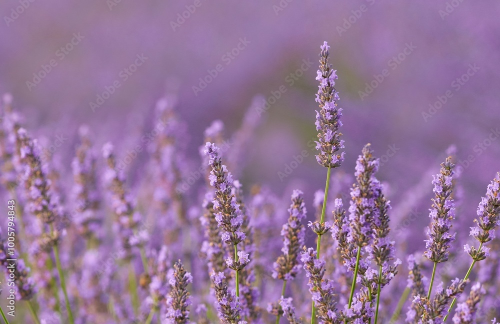 Obraz premium Beautiful detail levander, purple flowers in the garden at sunset. Nature background.