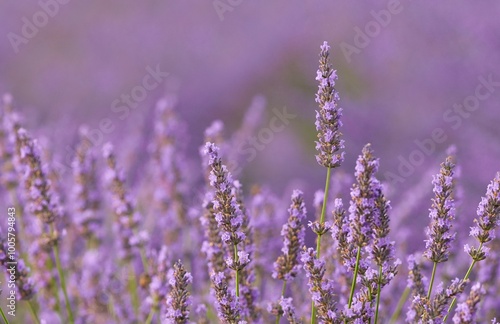 Beautiful detail levander, purple flowers in the garden at sunset. Nature background. photo