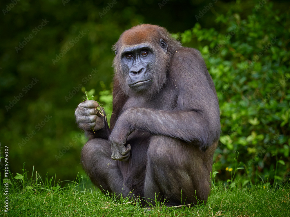 Portrait of gorilla female eating on green forest background Portrait of gorilla female eating on green forest background