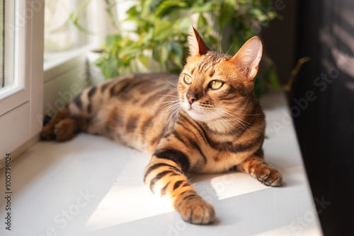 beautiful Bengal cat with striking markings lounges on a windowsill in the morning sun, gazing outside with curious eyes, in a cozy indoor setting. 