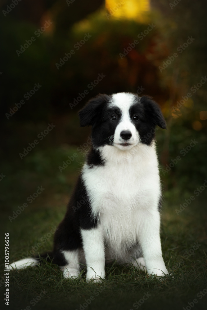 border collie cute puppy playing in the yard border collie cute puppy playing in the yard