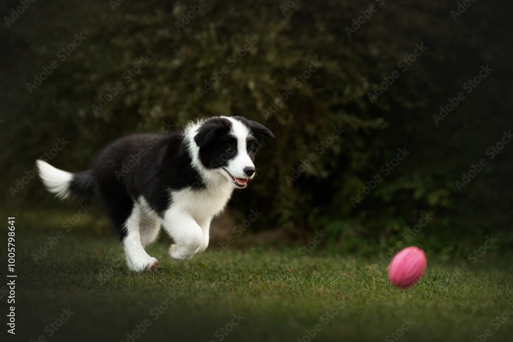 border collie cute puppy playing with pink ball in the yard border collie cute puppy playing with pink ball in the yard