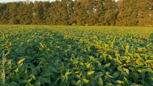 Glycine Max Or Soybean. Agricultural Landscape. Organic Farming. Soybean Bloom At Sunset. Green Soybean Plants On Soy Bean Cultivated Field. photo