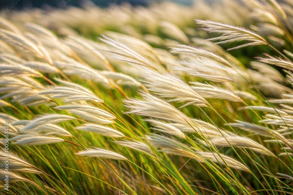 White grass swaying in wind close-up White grass swaying in wind close-up