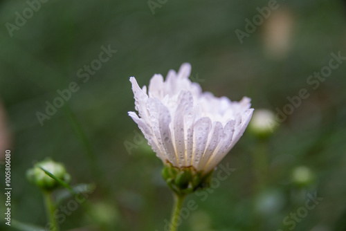 white flower in a garden photo