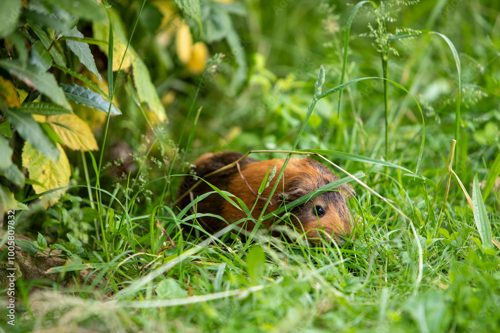 Cochon d'Inde brun errant librement dans un jardin d'herbes hautes. Le cochon d'Inde se promène à l'air frais et mange. Cochon d'Inde brun errant librement dans un jardin d'herbes hautes. Le cochon d'Inde se promène à l'air frais et mange.