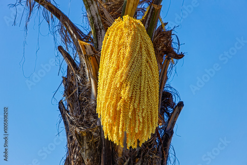 Bright yellow flowers on Queen Palm tree near Oudtshoorn, Western Cape, South Africa photo