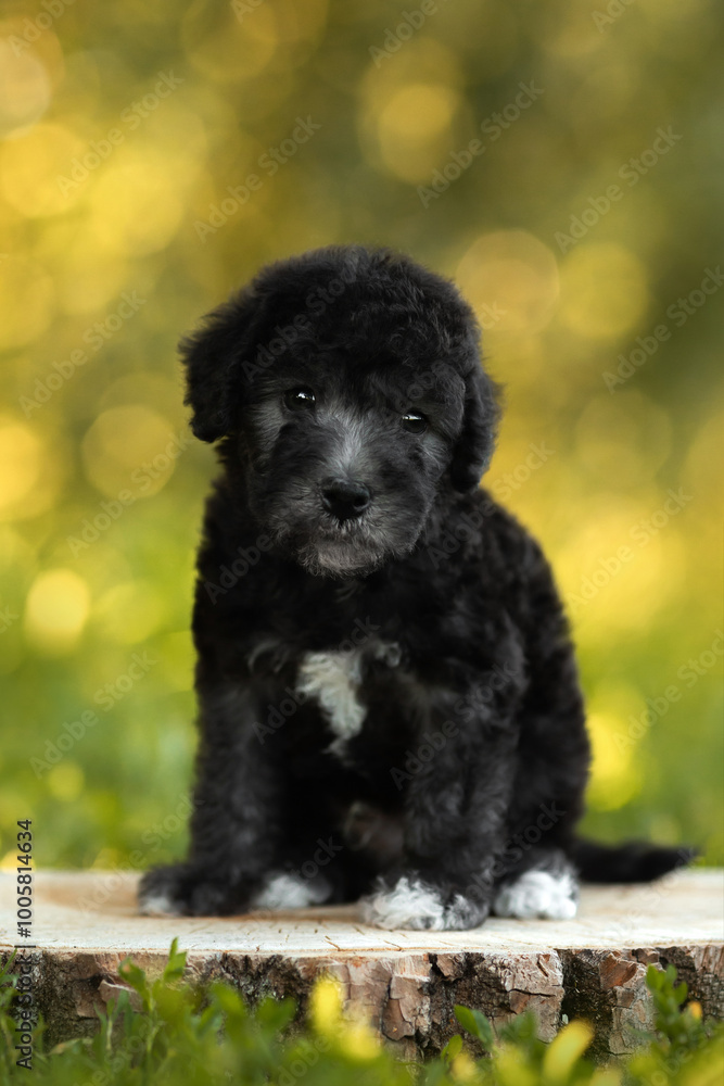 cute small black bedlington terrier puppy portrait on green sunny nature cute small black bedlington terrier puppy portrait on green sunny nature