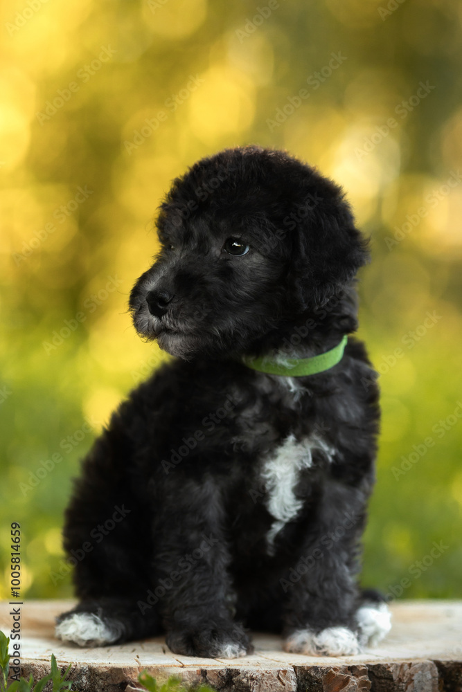 cute small black bedlington terrier puppy portrait on green sunny nature cute small black bedlington terrier puppy portrait on green sunny nature