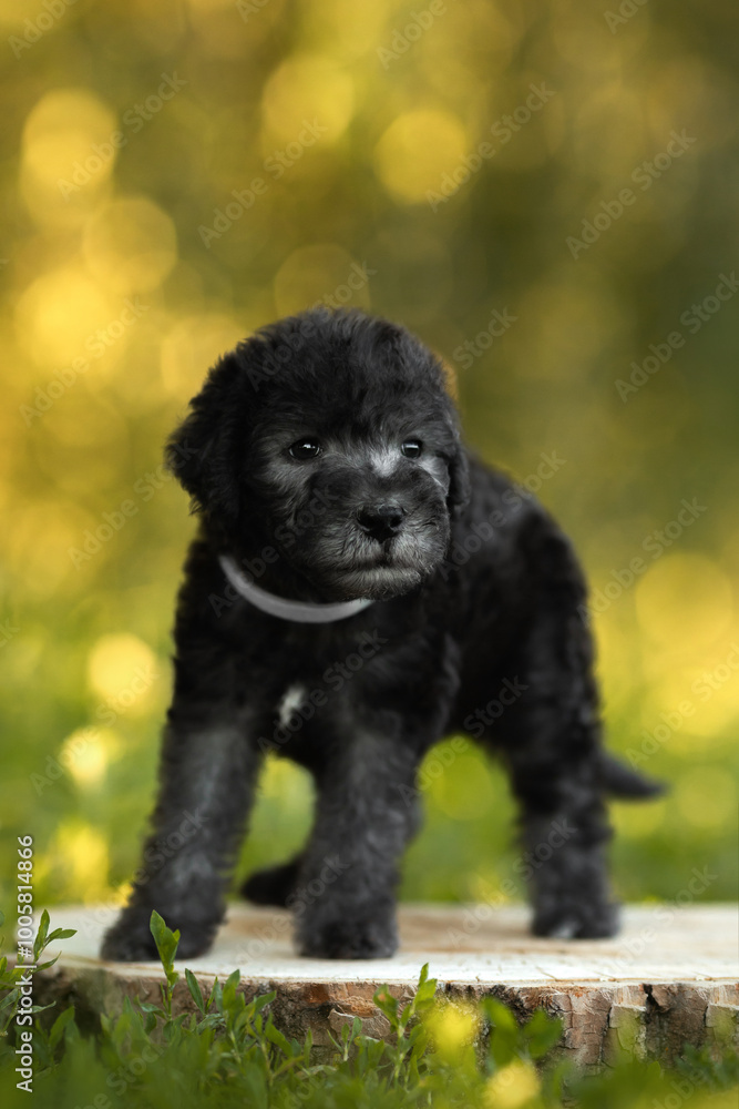 cute small black bedlington terrier puppy portrait on green sunny nature cute small black bedlington terrier puppy portrait on green sunny nature