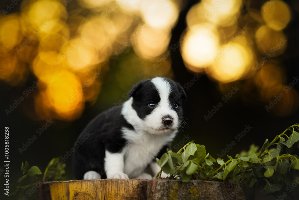 border collie cute puppy on the stump at sunset time border collie cute puppy on the stump at sunset time