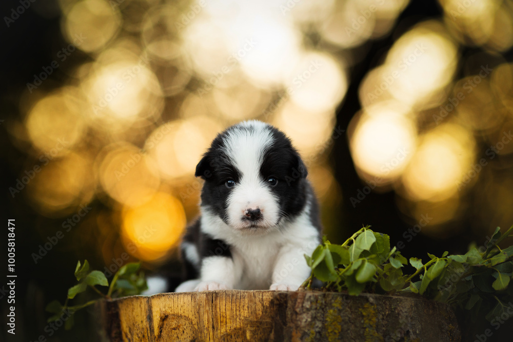border collie cute puppy on the stump at sunset time border collie cute puppy on the stump at sunset time