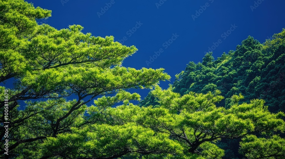 Lush pine trees contrast against a deep blue sky in Japan, highlighting the vibrant greenery and the serene beauty of this natural landscape. Lush pine trees contrast against a deep blue sky in Japan, highlighting the vibrant greenery and the serene beauty of this natural landscape.